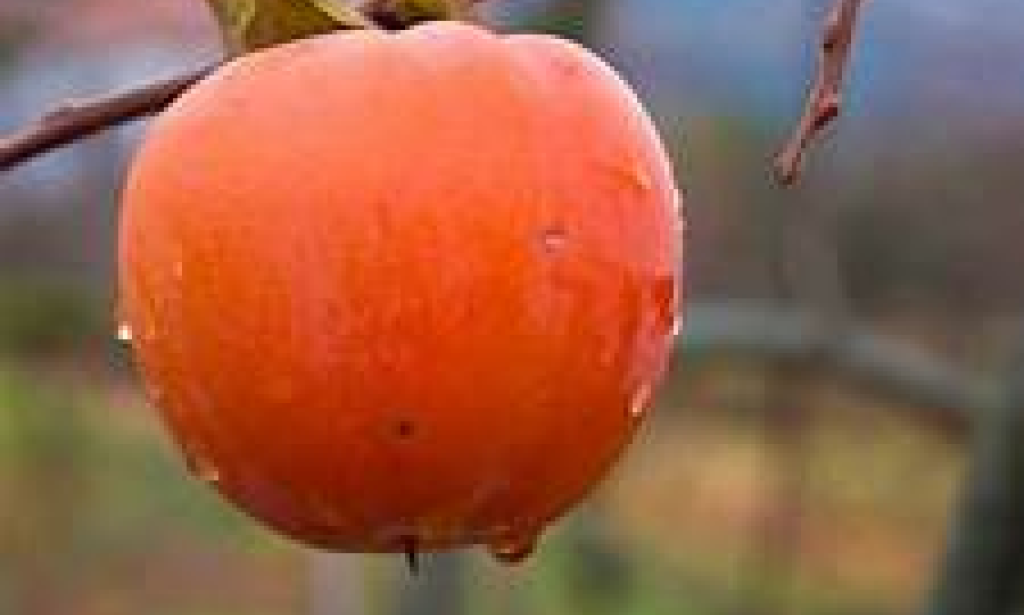 Persimmon (Kaki): A Nutritional Powerhouse for Optimal Health and Wellness
