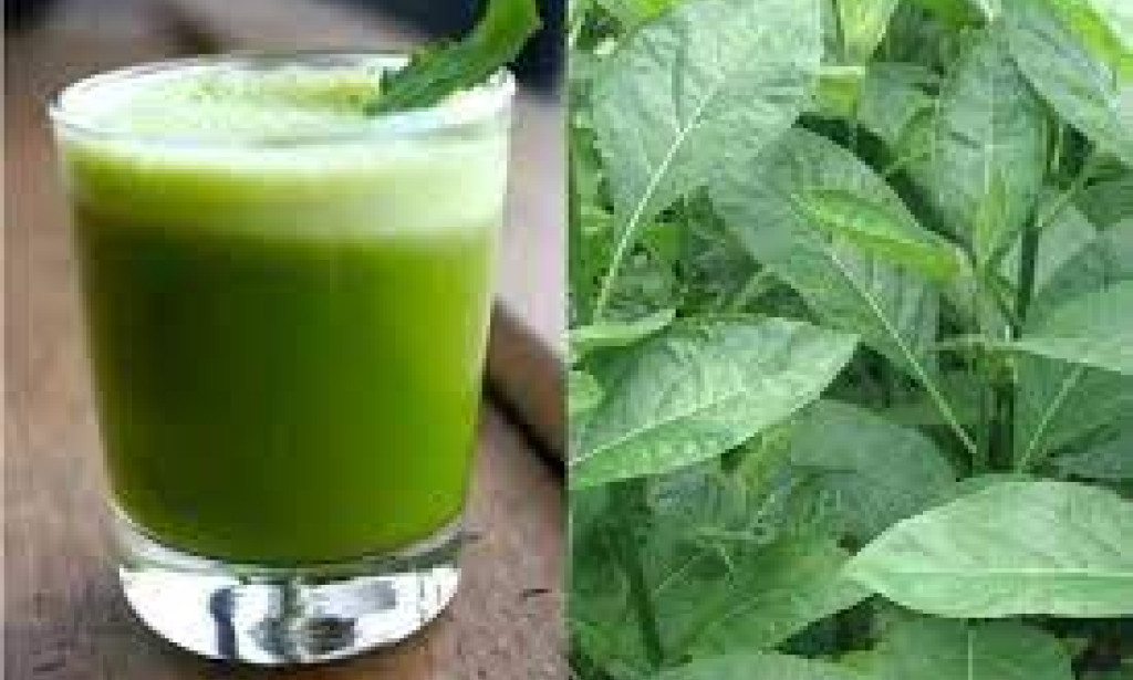 How to use moringa if you have hypertension