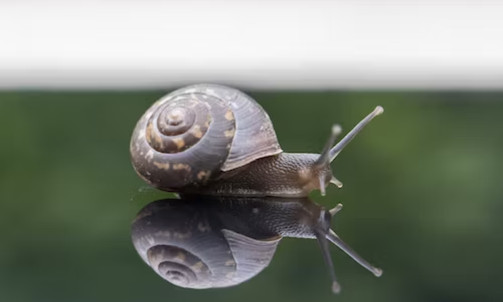 12 HEALTH BENEFITS OF EATING SNAILS