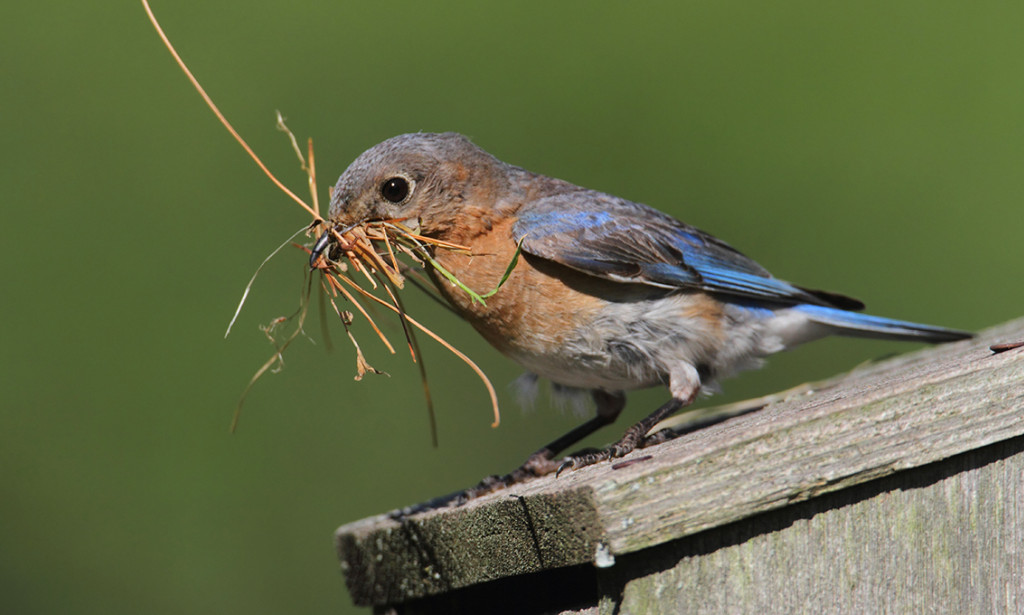 Such a beak, such a nest. Birds choose the material according to their beak capabilities