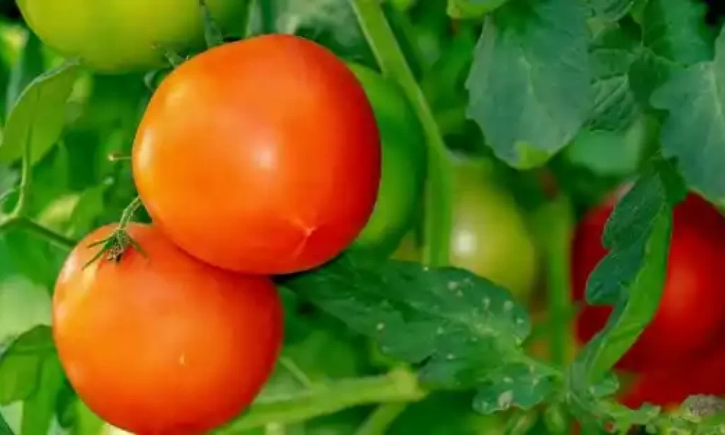 Benefits and Disadvantages of Tomatoes