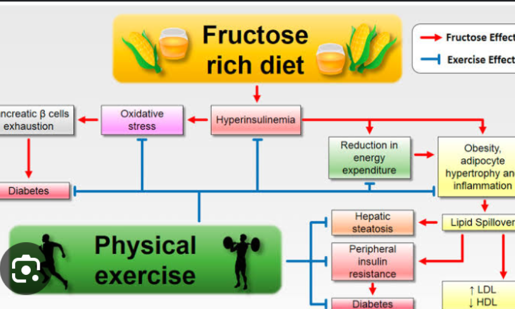 Fructose and it's connection with obesity