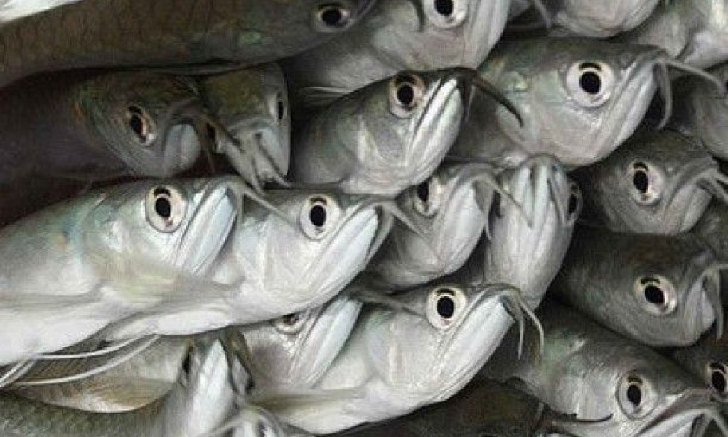 The nutritional Value of Feeding Kids Silver Fish (Omena)