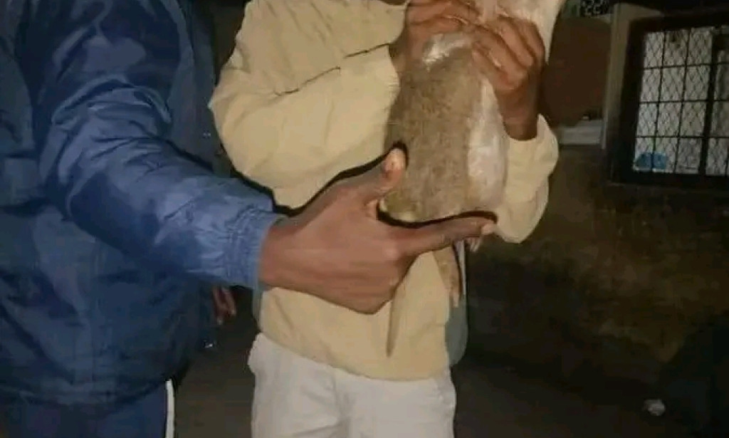 Rodent Infestation Alert: Giant Rats as Big as Dogs Spotted in Alexandra, Soweto