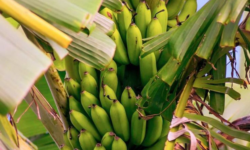 "The Health Benefits and Culinary Versatility of Green Bananas: Why They Deserve a Place in Human Consumption"