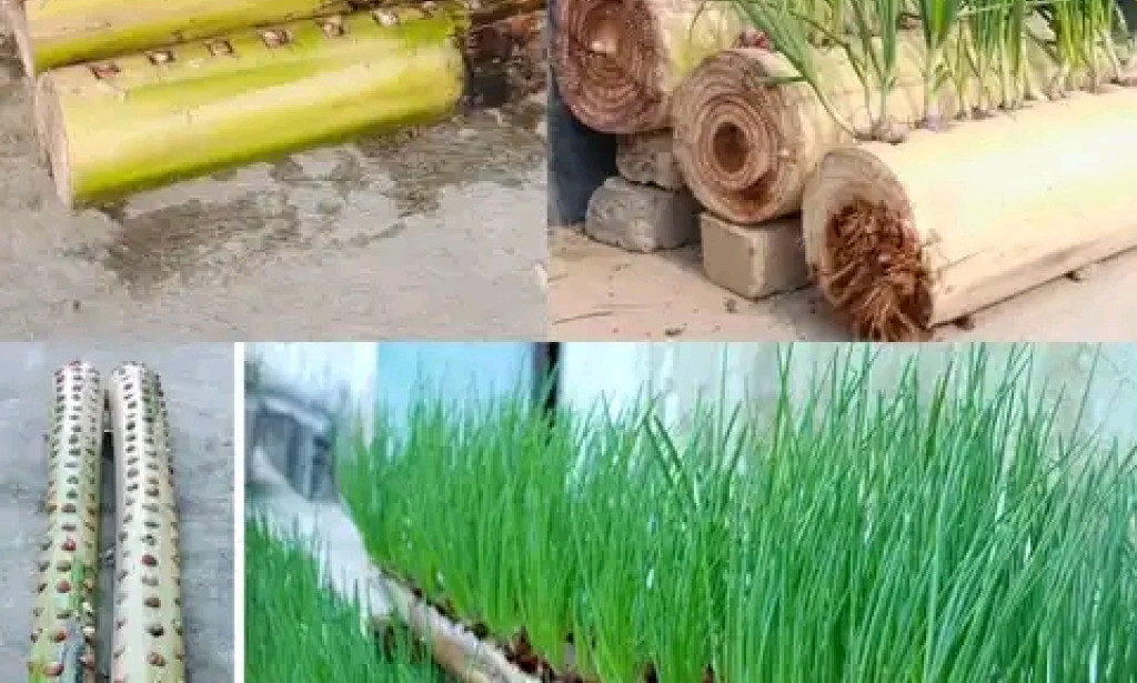 How to plant Onions on Banana Tree without Soil