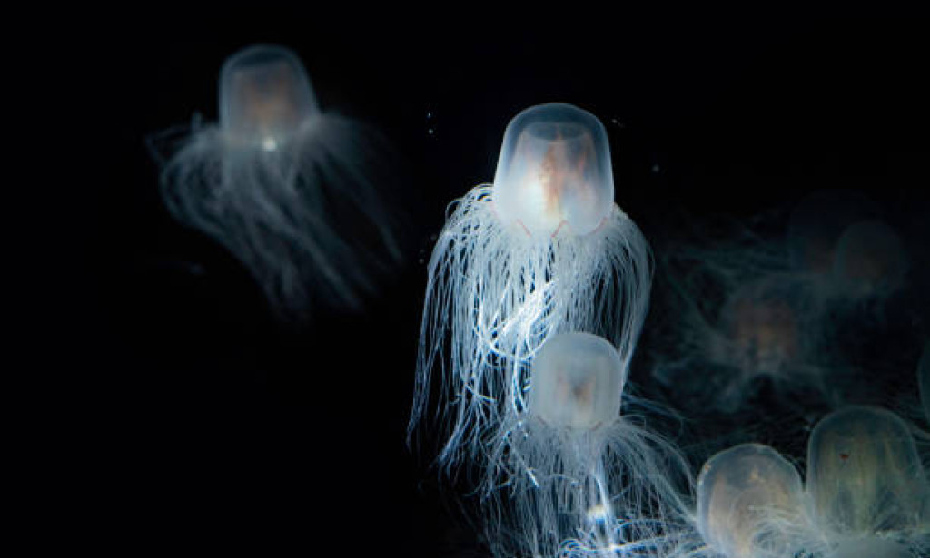 Eternal life in the Ocean: The Turritopsis dohrnii Discovery
