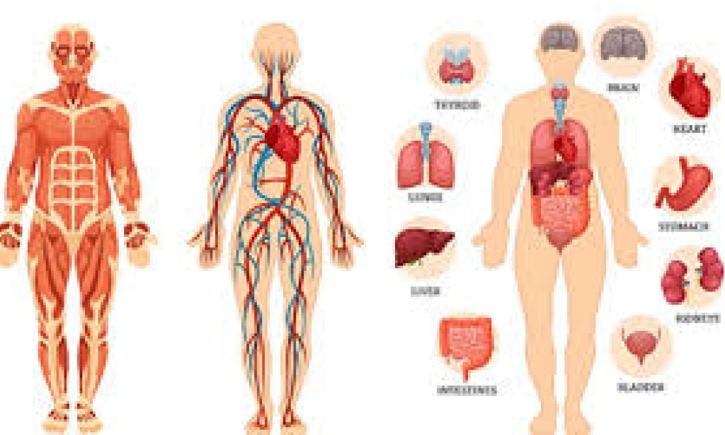 48 Fascinating Facts About the Remarkable Human Body