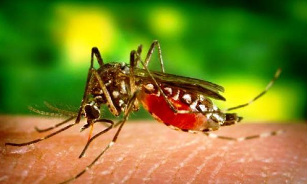 25 of The World's Most Dangerous Insects and Bugs