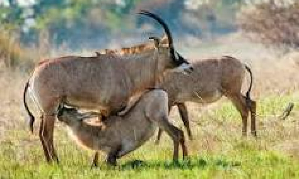 Exploring the Wilderness: Your Road Map from Ruma National Park to Western Kenya