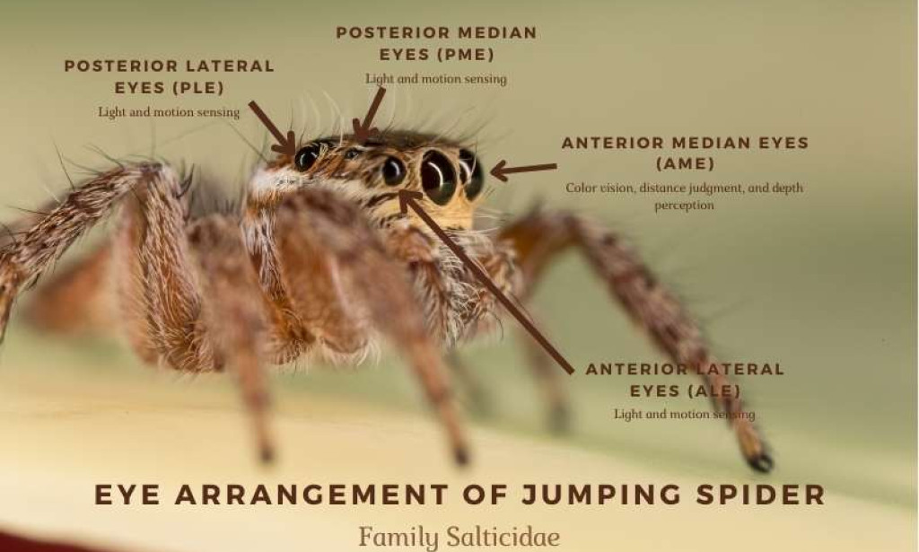 The Fascinating Jumping Spiders & How They Are Helping Researchers and Scientists Learn More About Colors
