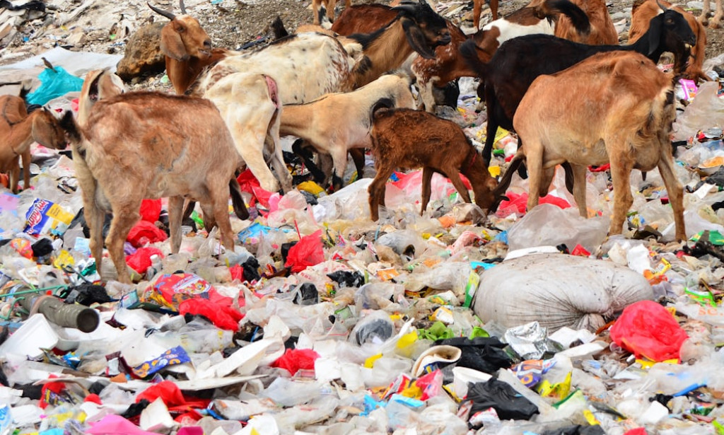 Fogo Desenfreado: Um Grito de Alerta contra as Queimadas Descontroladas