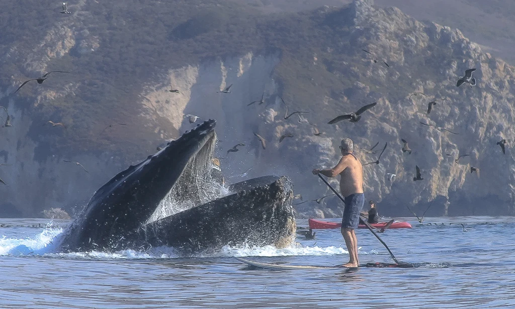 So, You’ve Been Swallowed by a Whale: A Guide to Becoming Whale Chow