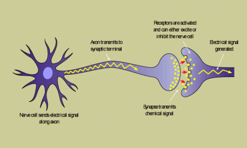 Gabapentin Side Effects: Myths, Facts, and What to Expect