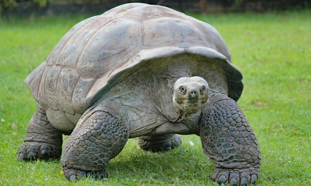 A story of a mysterious tortoise