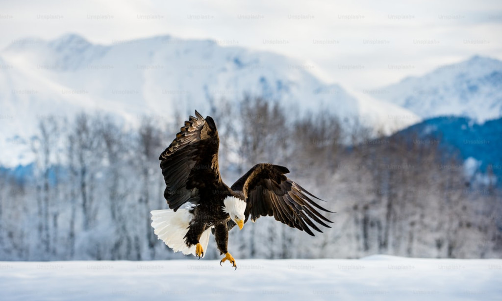 An eagle: who never knew how to fly .