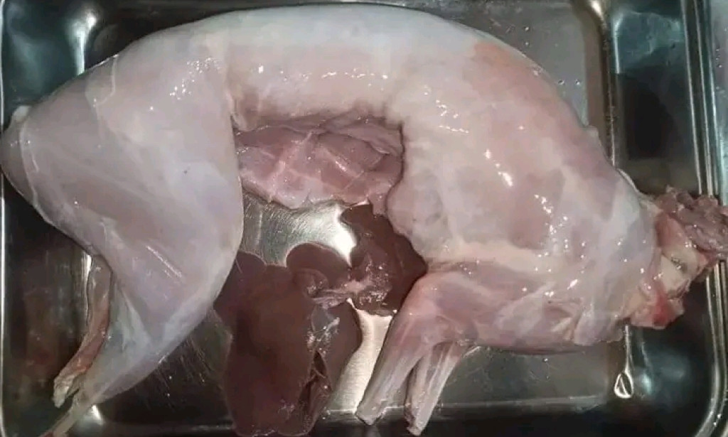 7 Amazing Benefits of Rabbit Meat for a Healthier Diet