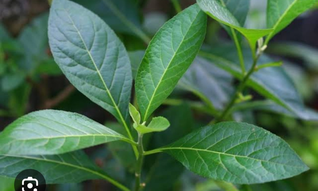 Nature's Remedy: How bitterleaf can soothe and heal rashes and skin infection