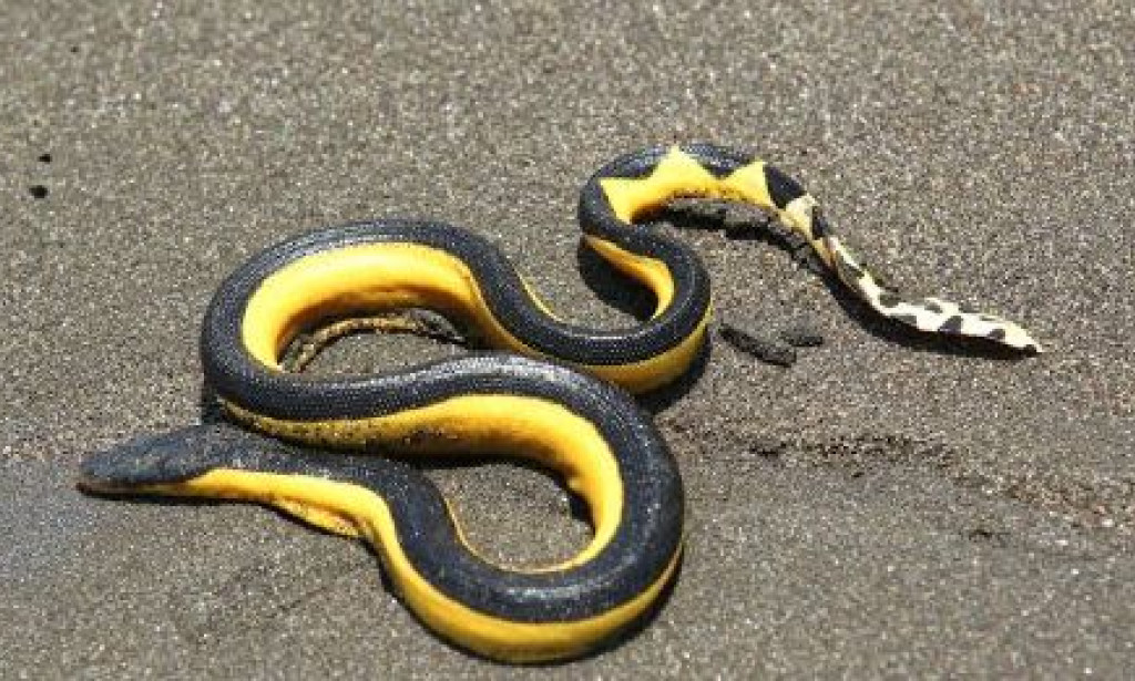 Venom and Survival: A Deep Dive Into the World of Sea Snakes