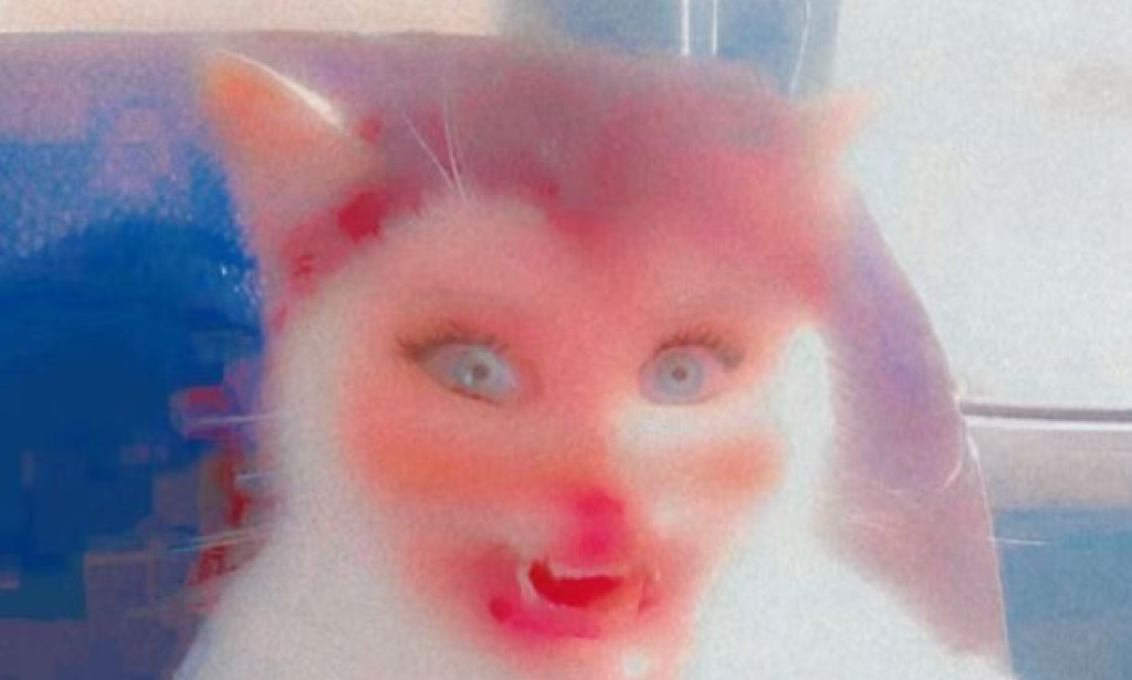 My Cat Controlled My Schedule for a Week – What Happened 😼🕒