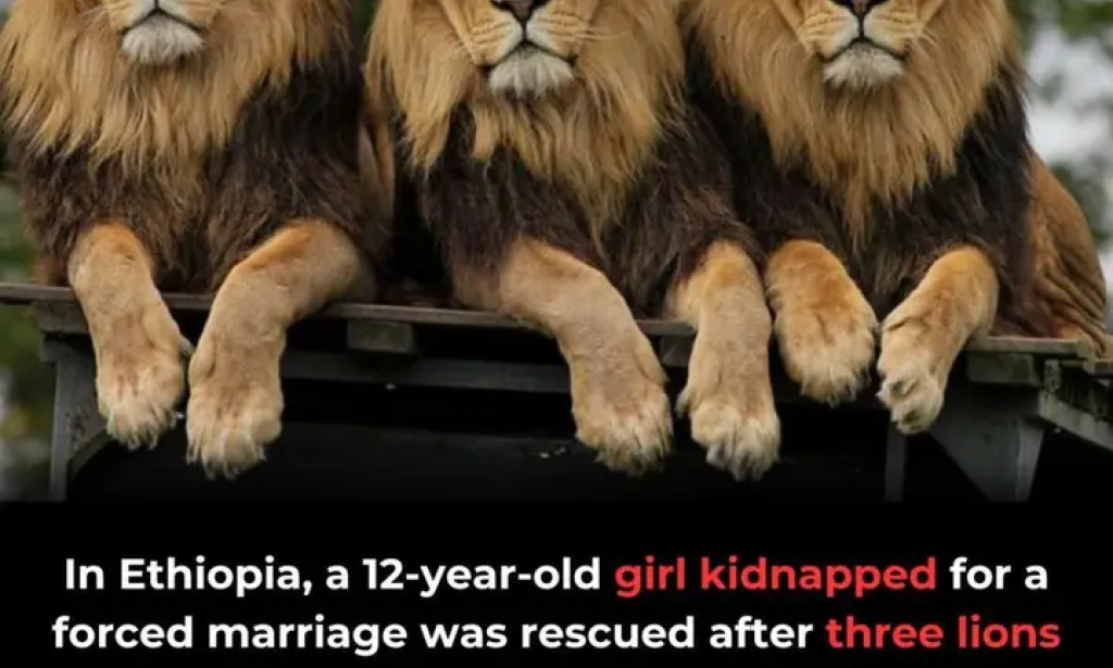 The Ethiopian Girl Lost In The Wild