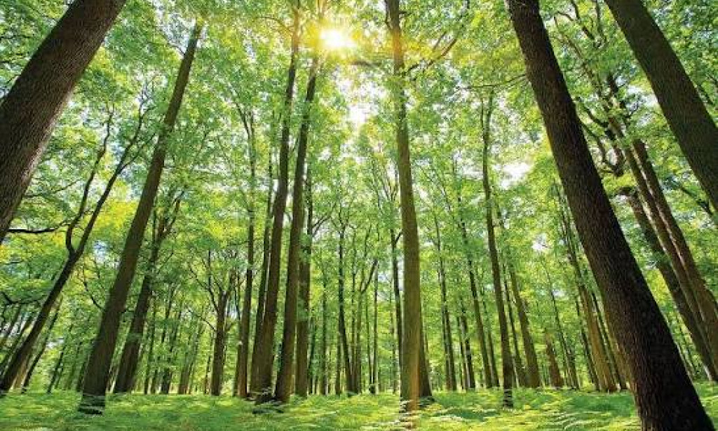 🌲 15 Things About Forests