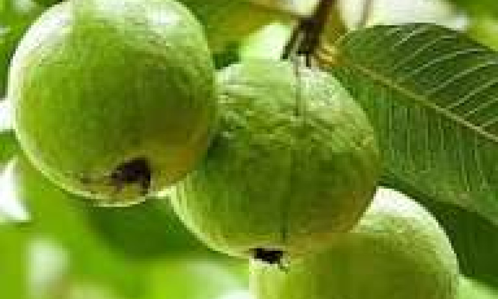 🍃 The Amazing Health Benefits of Guava and Guava Leaves