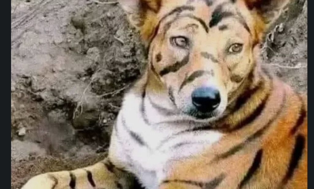 Tiger-Dog vs Palmpay