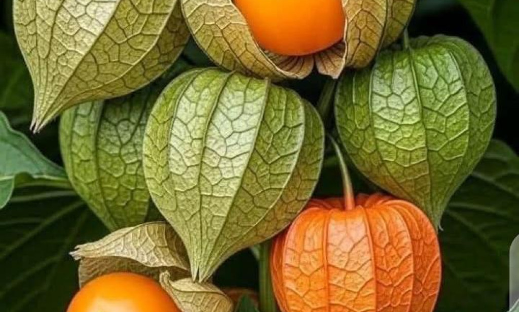 Health benefits of eating ground cherries