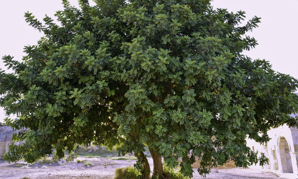 🌿✨Discover this Miracle Tree with 1,000+ Healing Powers That Doctors Don’t Talk About