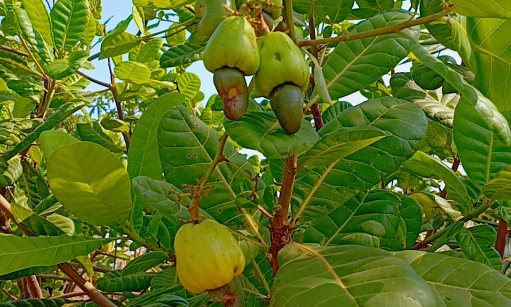 🌰 Cashew Nut: The Tiny Superfood Packed with Big Health Benefits.
